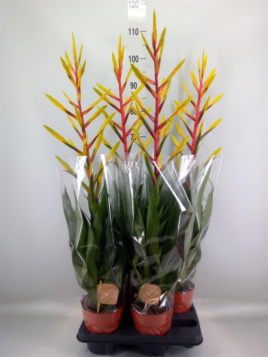 <h4>Tillandsia  'Luminosa'</h4>