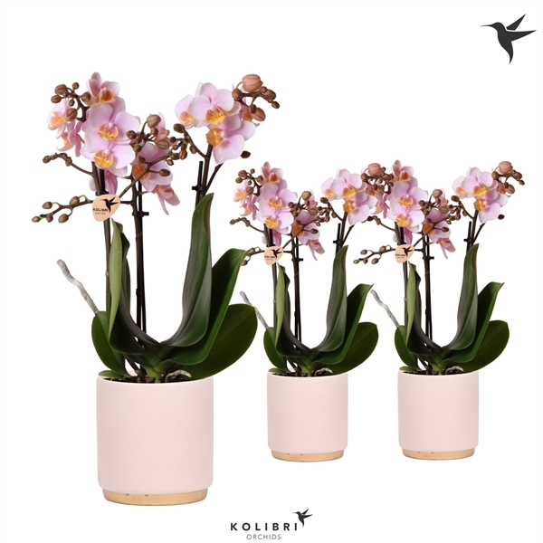 <h4>Kolibri Orchids Phalaenopsis pink 3 spike in Gold Foot pot pink</h4>