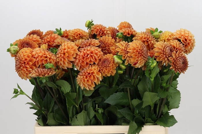 <h4>Dahlia Cornel Bronze</h4>