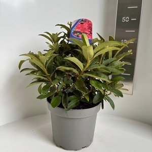 Rhododendron 'Wilgen's Ruby'