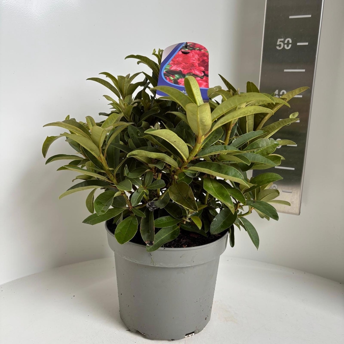 <h4>Rhododendron 'Wilgen's Ruby'</h4>
