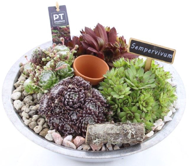 <h4>ARR SEMPERVIVUM</h4>