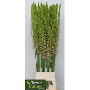 Eremurus Pink Romance