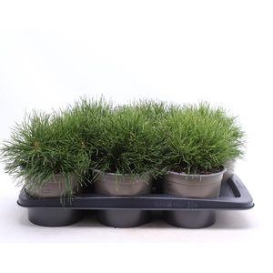 Pinus mugo pumilio