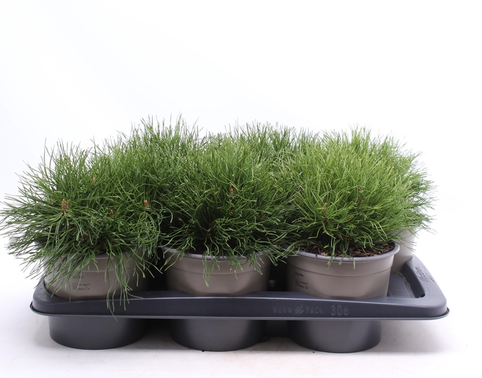 <h4>Pinus mugo pumilio</h4>