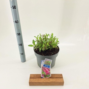 Buddleja Butterfly Candy Little Pin