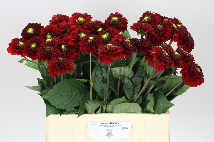 <h4>Dahlia Red Fox</h4>