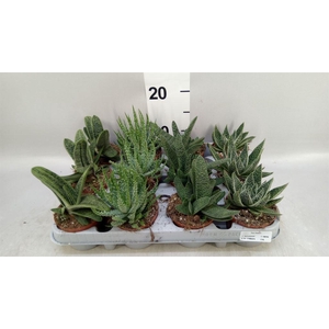 Aloe   ...mix