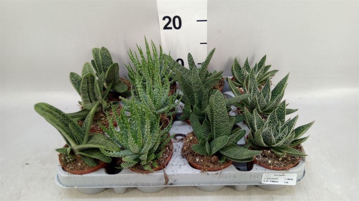 <h4>Aloe   ...mix</h4>