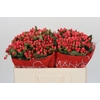 Hypericum Sweet Romance
