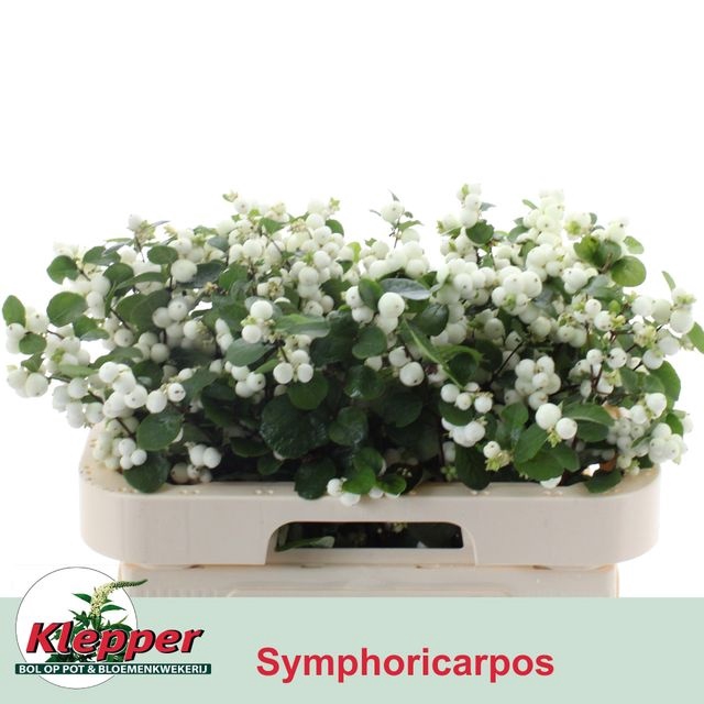 <h4>SYMPHO MAG WHI DREAM</h4>