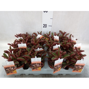 Peperomia graveolens