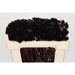 Cosmos Black Beauty