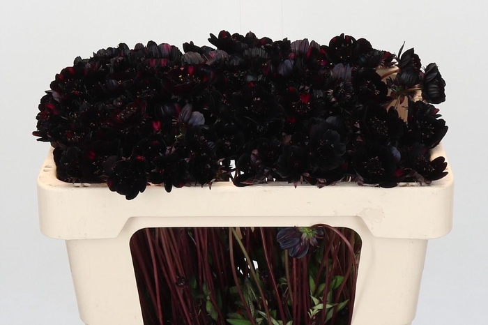 <h4>Cosmos Black Beauty</h4>