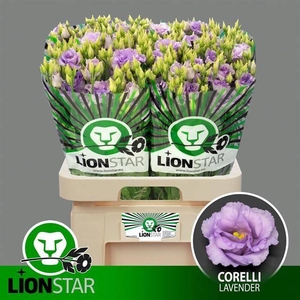 EUS G CORELLI LAVEND