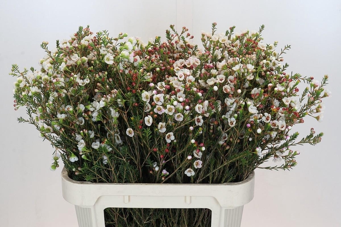 <h4>CHAME MOONL DELIGHT</h4>