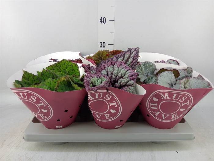 <h4>Begonia BD 'Beleaf'   ...mix</h4>