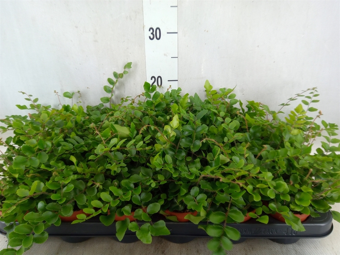 <h4>Pellaea rotundifolia</h4>