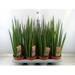 Sansevieria bacularis