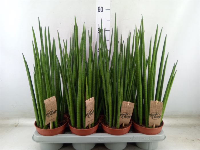<h4>Sansevieria bacularis</h4>
