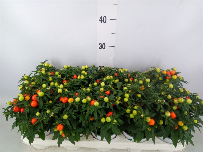 <h4>Solanum pseudocapsicum</h4>