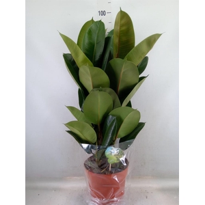 Ficus elastica 'Robusta'