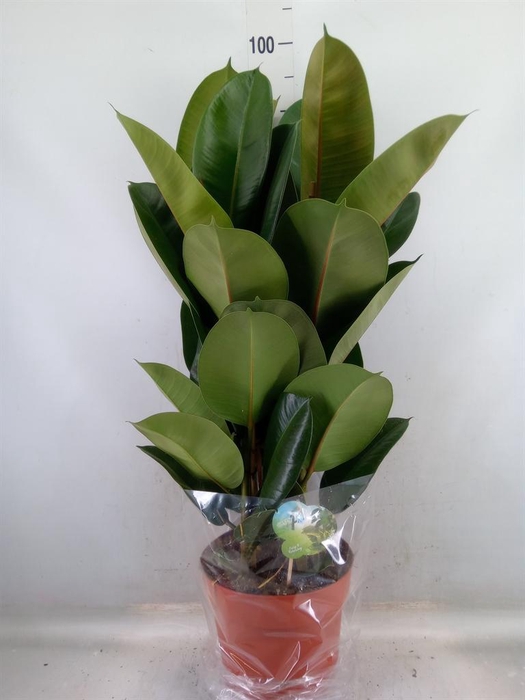 <h4>Ficus elastica 'Robusta'</h4>