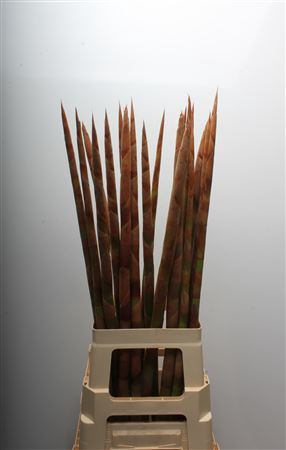 <h4>Cannomois virgata</h4>