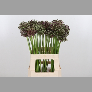 Allium Miami