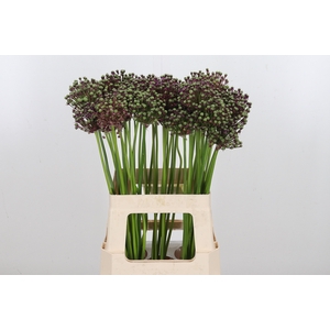 Allium Miami