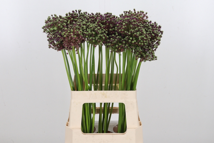 <h4>Allium Miami</h4>