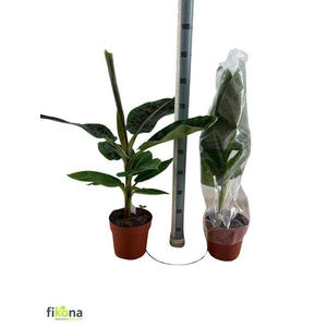 Musa Dwarf Cavendish 21Ø 85cm