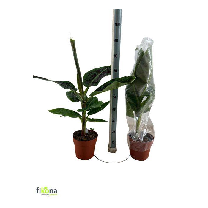 <h4>Musa Dwarf Cavendish 21Ø 85cm</h4>