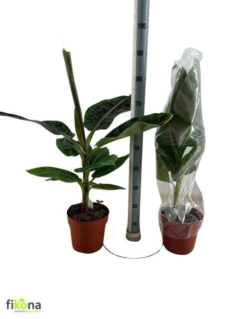 Musa Dwarf Cavendish 21Ø 85cm