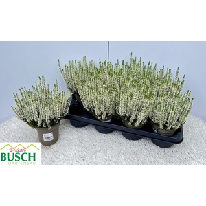 CALLU BL VIVIENNE