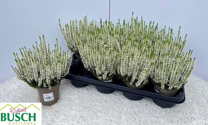 <h4>Callu Bl Vivienne</h4>