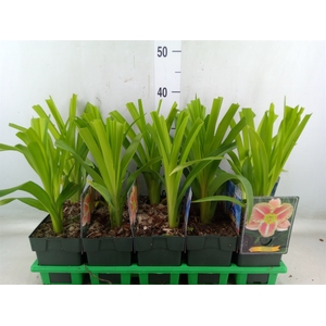Hemerocallis   ...
