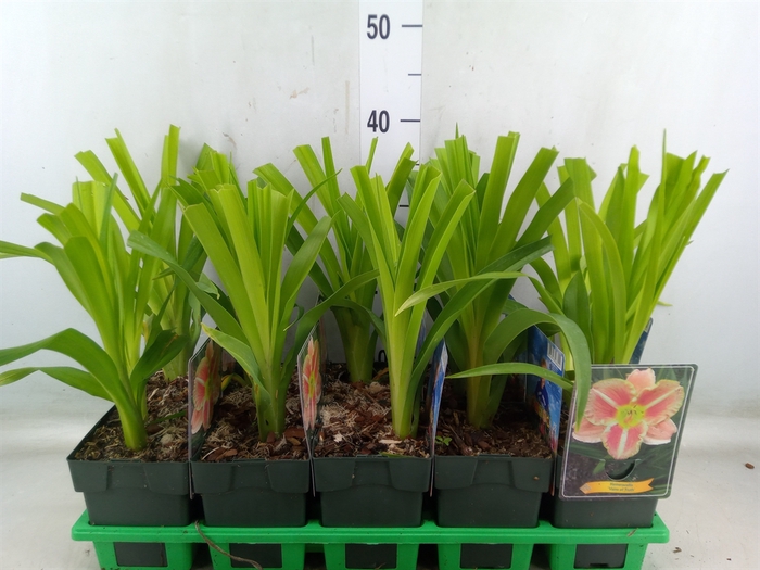 <h4>Hemerocallis   ...</h4>