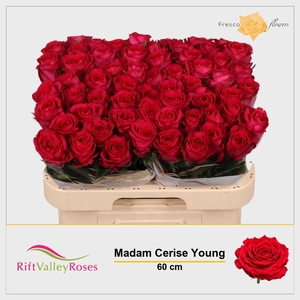 R GR MADAM CERISE