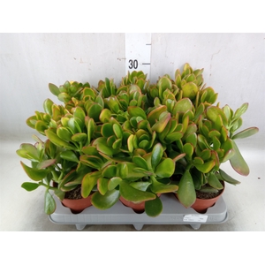 Crassula ovata 'Sunset'