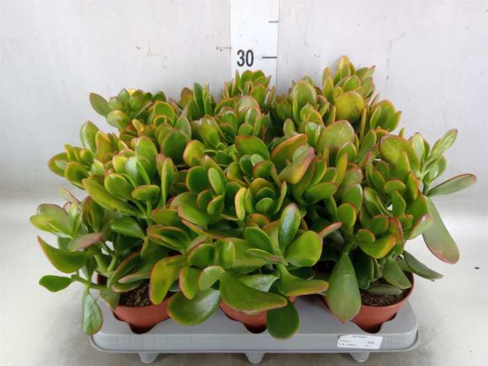 <h4>Crassula ovata 'Sunset'</h4>