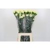 Dianthus St Lady Midori