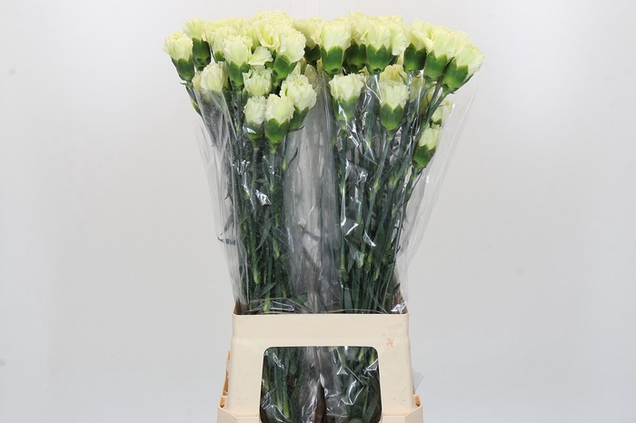 Dianthus St Lady Midori