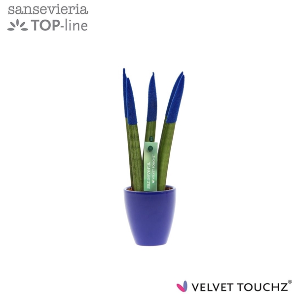 <h4>Sansevieria VELVET TOUCHZ® Blauw in keramiek Osaka</h4>