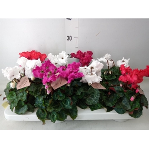 Cyclamen MD 'Merengue'