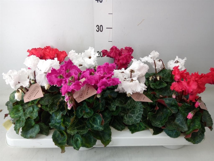 <h4>Cyclamen MD 'Merengue'</h4>