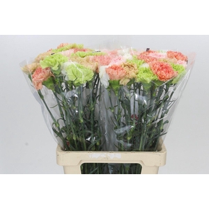 Dianthus St Rainbow Mix Pastel