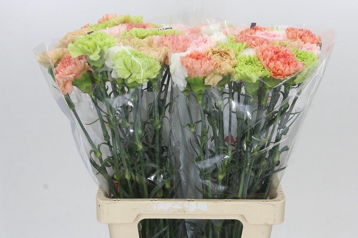 <h4>Dianthus St Rainbow Mix Pastel</h4>