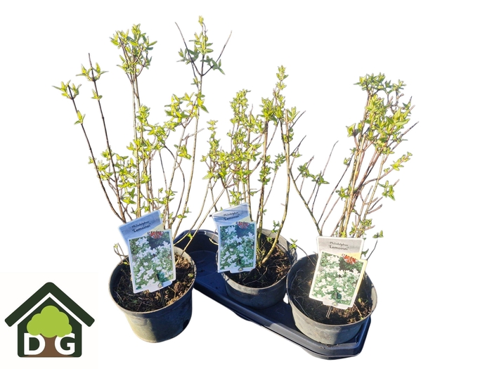 <h4>PHILA LEMOINEI</h4>