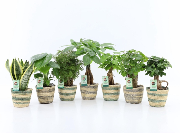 <h4>Ov Kamerplanten Gemengd Mand Noah Lines</h4>